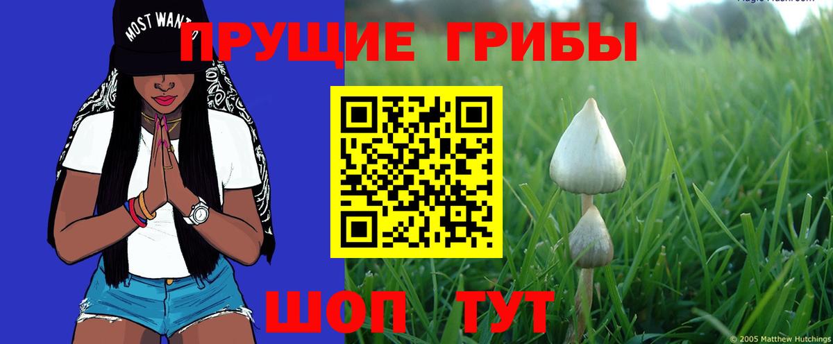 Псилоцибиновые грибы Psilocybe Каспийск